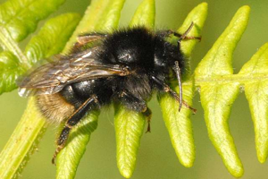 Bombus.campestris8.-.lindsey.jpg © James K. Lindsey