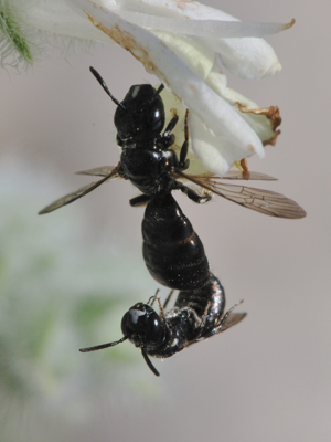 Ceratina mating 1.JPG © Gideon Pisanty (Gidip) גדעון פיזנטי