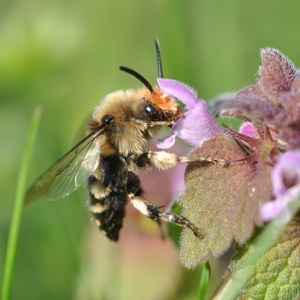 Melecta albifrons 5.JPG © Aiwok