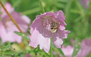 Mallow Longhorn.jpg © ChrisMoWiki