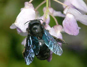 Xylocopa valga fem.jpg © Hugues Mouret