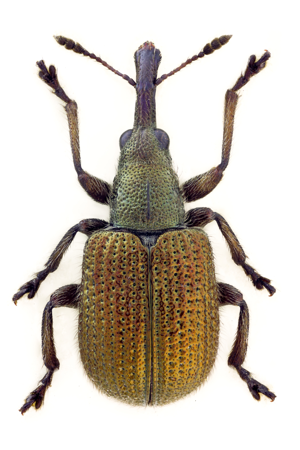 Rhynchites cupreus = Involvulus cupreus.jpg © John Hallmén
