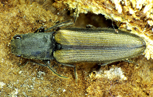 Athous bicolor above.jpg © Siga