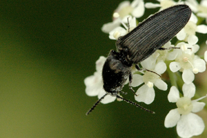 Hemicrepidius.niger.jpg © James K. Lindsey