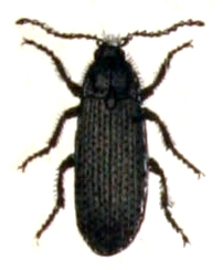 Melanotus.punctolineatus.-.calwer.25.07.jpg © File Upload Bot (Sarefo)