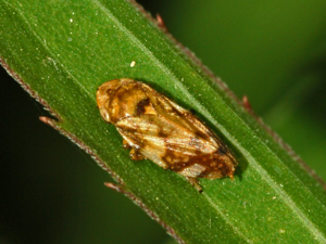 Aphrophoridae - Philaenus spumarius-1.JPG © Hectonichus