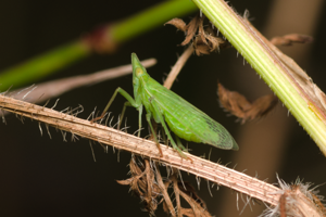 Dictyophara europaea lateral Bytom.jpg © Adrian Tync
