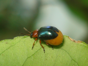 Gastrophysa (Gastrophysa) polygoni 03.JPG © Sanja565658