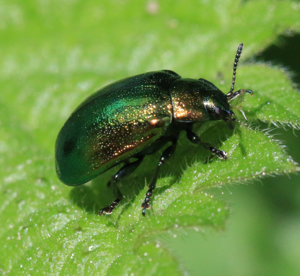 Plagiosterna aenea - Flickr - S. Rae (1).jpg © S. Rae from Scotland, UK