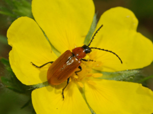 Chrysomelidae - Exosoma lusitanicum.JPG © Hectonichus