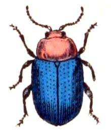 Podagrica.fuscipes.-.calwer.43.17.jpg © File Upload Bot (Sarefo)