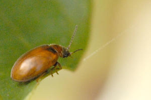 Neocrepidodera.ferruginea.-.lindsey.jpg © James K. Lindsey