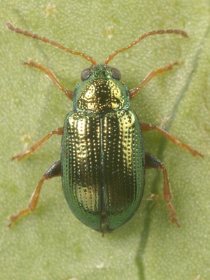 Crepidodera aurea.jpg © Lymantria