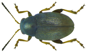Chaetocnema hortensis.jpg © Udo Schmidt