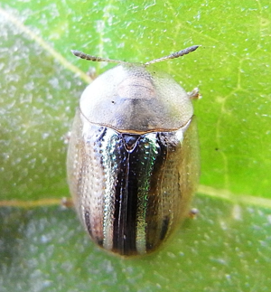 Cassida nobilis up.JPG © Siga