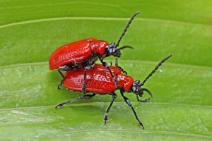 Scarlet lily beetles (Lilioceris lilii) mating.jpg © Charlesjsharp