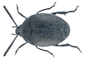 Spermophagus sericeus (Geoffroy 1785) (22760381761).png © Udo Schmidt from Deutschland
