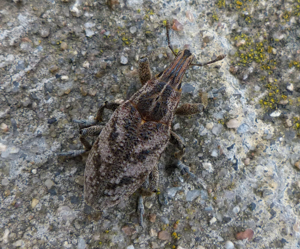 Cleonis pigra Mikulov.jpg © GeXeS