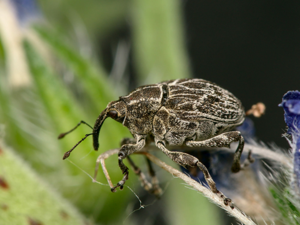 Mogulones geographicus 291434253.jpg © Gilles San Martin