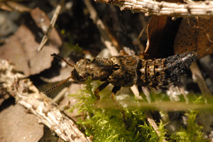 Ontholestes.tessellatus.-.lindsey.jpg © James K. Lindsey