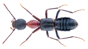 Rugilus angustatus (Geoffroy, 1785) Syn.- Rugilus scutellatus (Motschulsky, 1858) (37942414586).png © Udo Schmidt from Deutschland