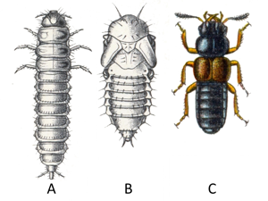 Platystethus arenarius.jpg © A. C. Tatarinov