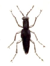 Stenus.biguttatus.-.calwer.12.17.jpg © File Upload Bot (Sarefo)
