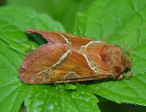Triodia sylvina, male.jpg © Algirdas