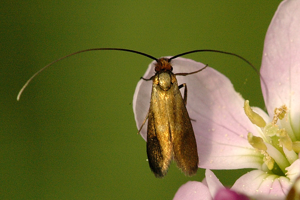 Cauchas rufimitrella female.jpg © James K. Lindsey