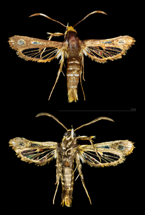 (MHNT) Chamaesphecia empiformis - Pragues Tchéquie - female.jpg © Didier Descouens