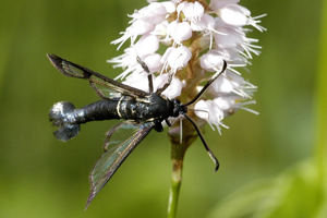 Synanthedon.spheciformis.jpg © James K. Lindsey