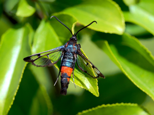 Synanthedon stomoxiformis 13887858.jpg © Lorin Timaeus