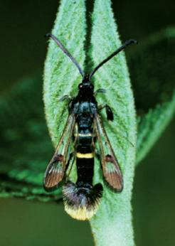 Synanthedon andrenaeformis.JPG © Carlos Lopez-Vaamonde, David Agassiz, Sylvie Augustin, Jurate De Prins, Willy De Prins, Stanislav Gomboc, Povilas Ivinskis, Ole Karsholt, Athanasios Koutroumpas, Fotini Koutroumpa, Zdeněk Laštůvka, Eduardo Marabuto, Elisenda Olivella, Lukasz Przybylowicz, Alain Roques, Nils Ryrholm, Hana Sefrova, Peter Sima, Ian Sims, Sergey Sinev, Bjarne Skulev, Rumen Tomov, Alberto Zilli, David Lees