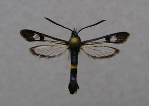 Synanthedon soffneri.JPG © Dumi