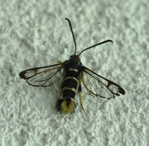 Synanthedon vespiformis.jpg © Kulac