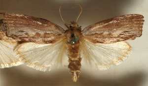 Galleria.mellonella.mounted.jpg © Sarefo