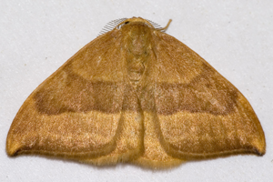 Watsonalla.cultraria.7133.jpg © Olei