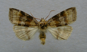 Cimatophorina diluta.jpg © Dumi