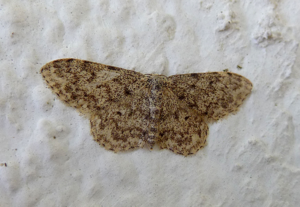 Idaea alyssumata^ or Glossotrophia asellaria - Flickr - gailhampshire.jpg © gailhampshire from Cradley, Malvern, U.K