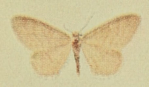 Silky Wave Moths of the British Isles.jpg © Richard South