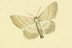 Scopula umbelaria.JPG © HÜBNER