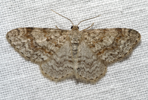Hydrelia sylvata01.jpg © Kulac