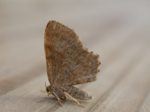 Euchoeca nebulata1.jpg © Donald Hobern