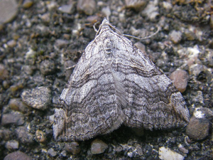 Aplocera efformata1.jpg © Lymantria