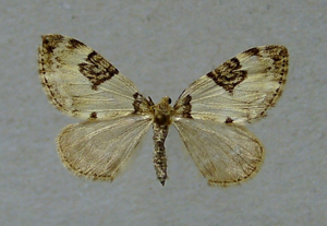 Thera vetustata.jpg © Dumi