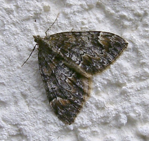Dysstroma citrata.01.jpg © Dumi