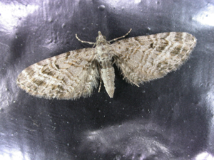 Eupithecia dodoneata.jpg © Donald Hobern