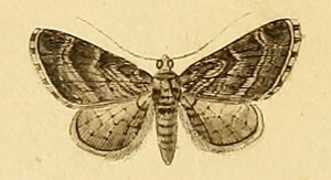 Eupithecia ericeata.JPG © RAMBUR