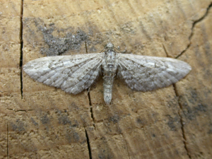 Eupithecia nanata.jpg © Donald Hobern