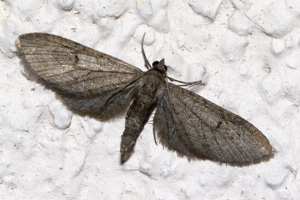 Eupithecia.innotata.7141.jpg © Olei